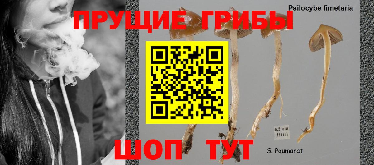Псилоцибиновые грибы Psilocybine cubensis Куйбышев